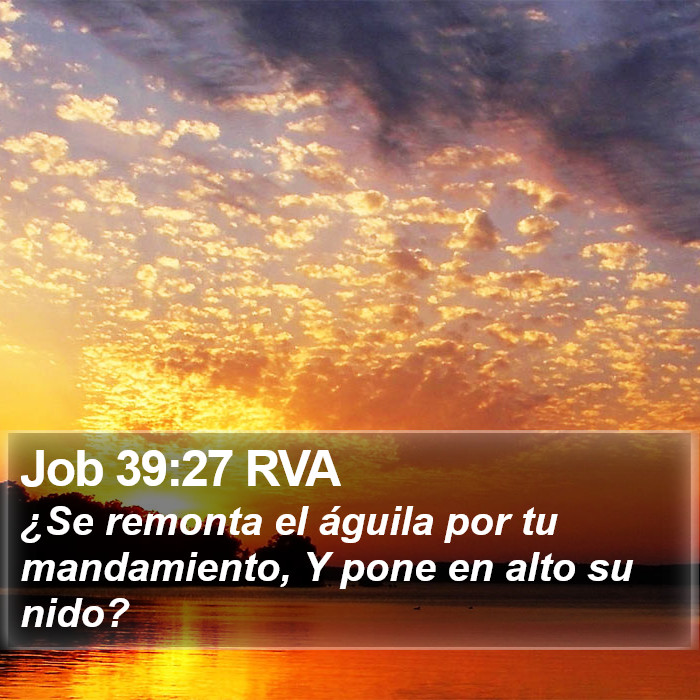 Job 39:27 RVA Bible Study