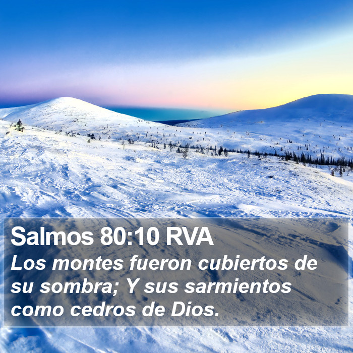 Salmos 80:10 RVA Bible Study