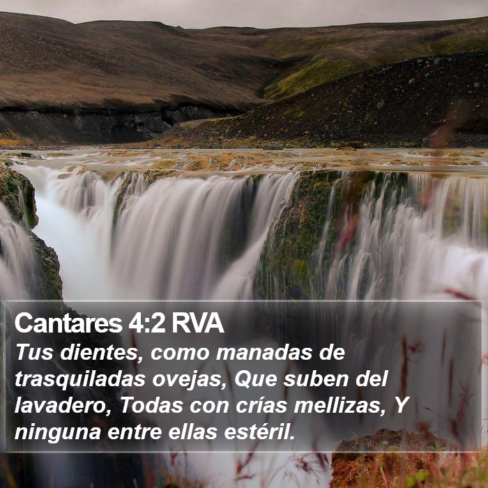 Cantares 4:2 RVA Bible Study