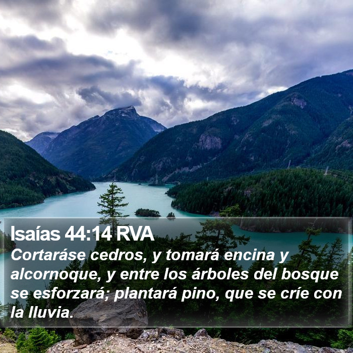 Isaías 44:14 RVA Bible Study