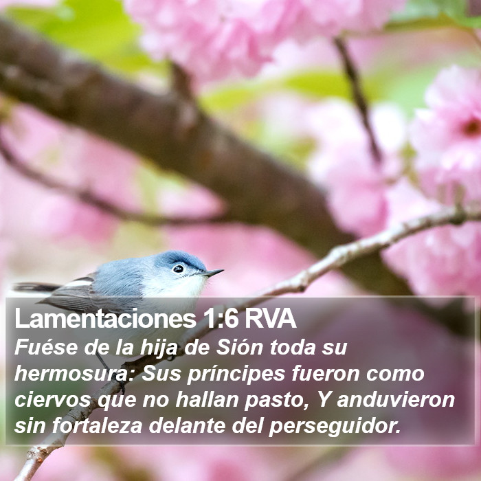 Lamentaciones 1:6 RVA Bible Study