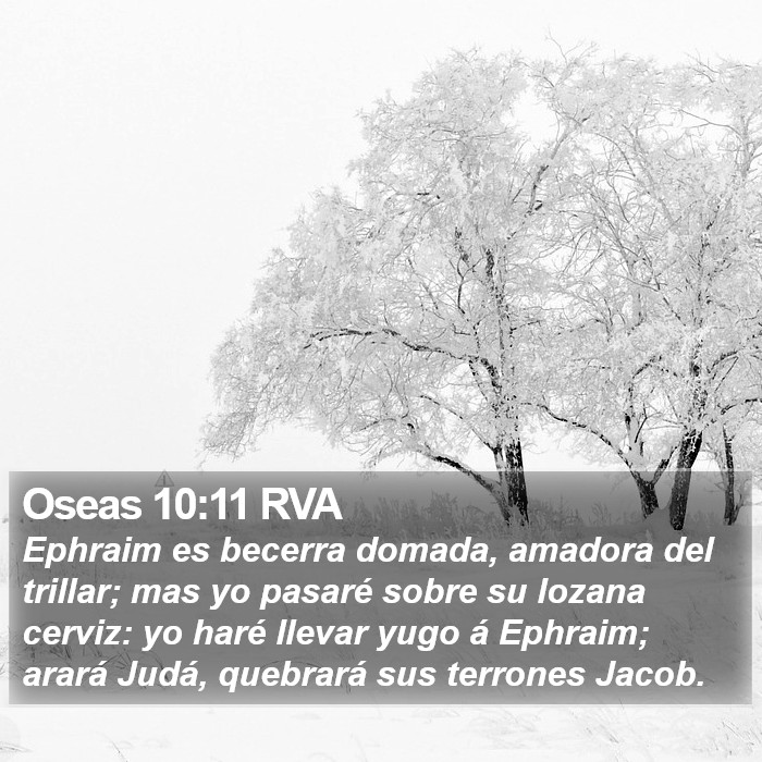 Oseas 10:11 RVA Bible Study