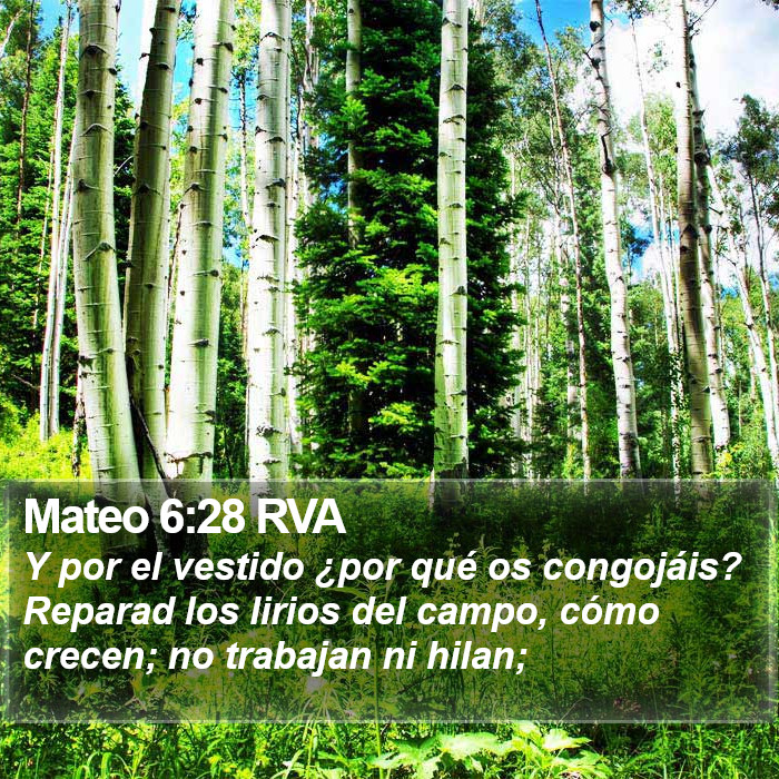 Mateo 6:28 RVA Bible Study