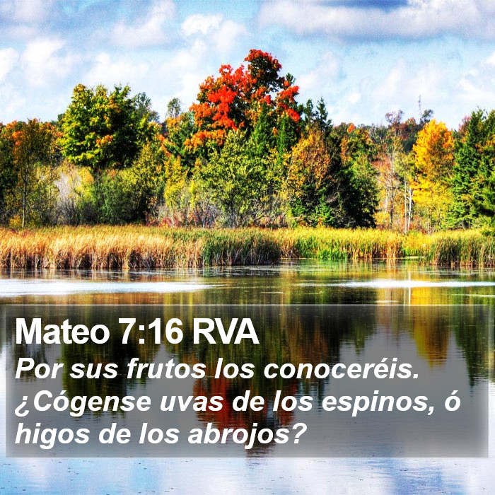 Mateo 7:16 RVA Bible Study