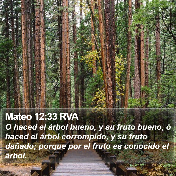 Mateo 12:33 RVA Bible Study