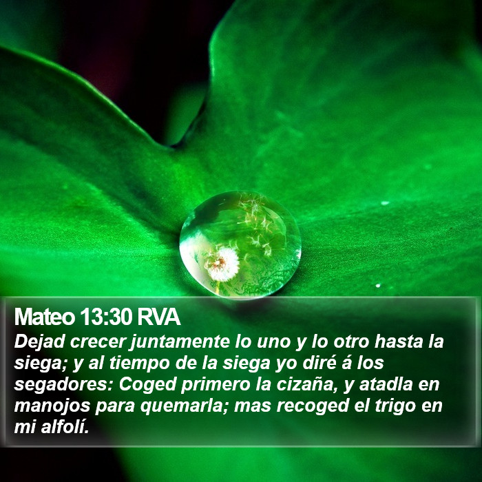 Mateo 13:30 RVA Bible Study