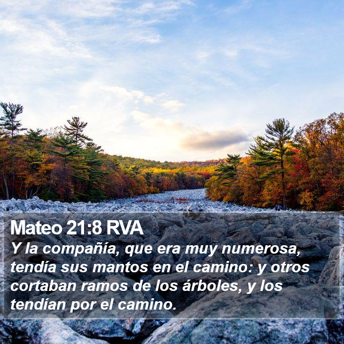 Mateo 21:8 RVA Bible Study