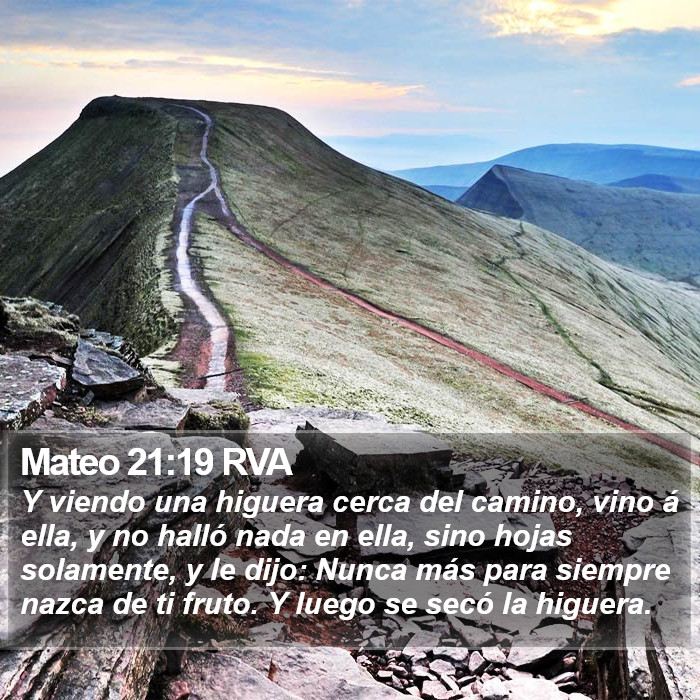 Mateo 21:19 RVA Bible Study