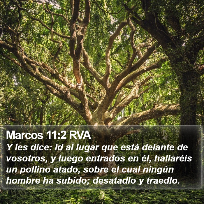 Marcos 11:2 RVA Bible Study