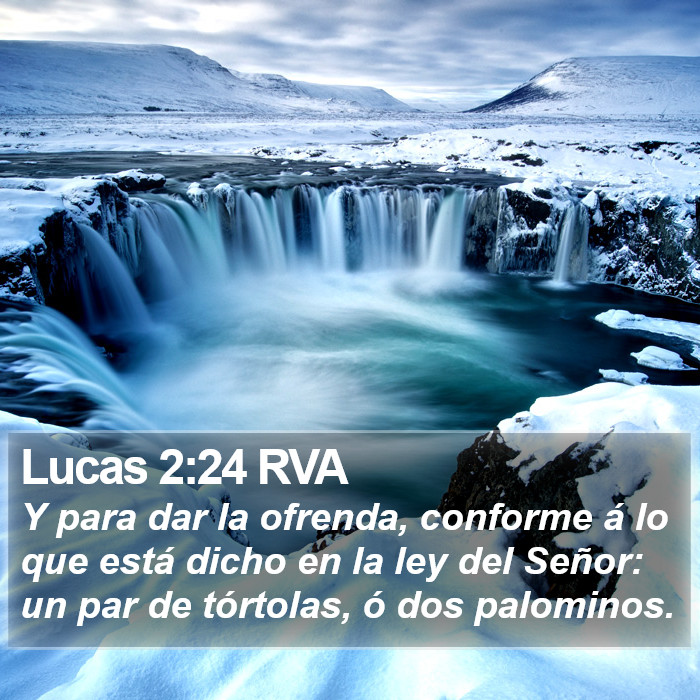 Lucas 2:24 RVA Bible Study