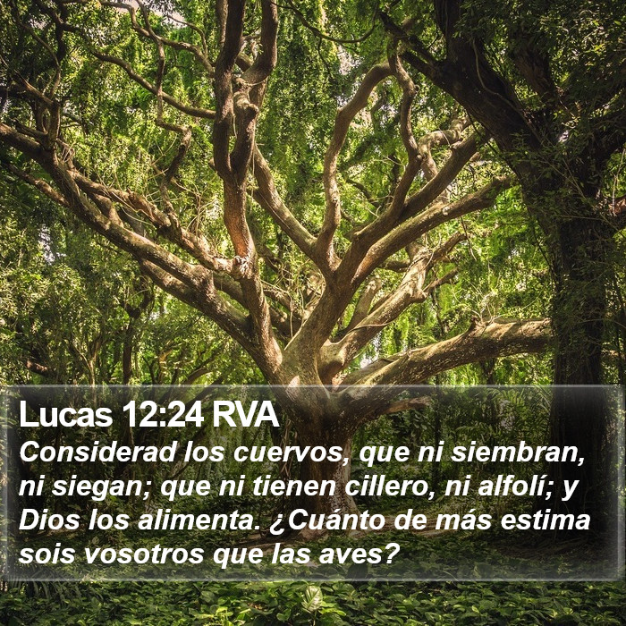 Lucas 12:24 RVA Bible Study