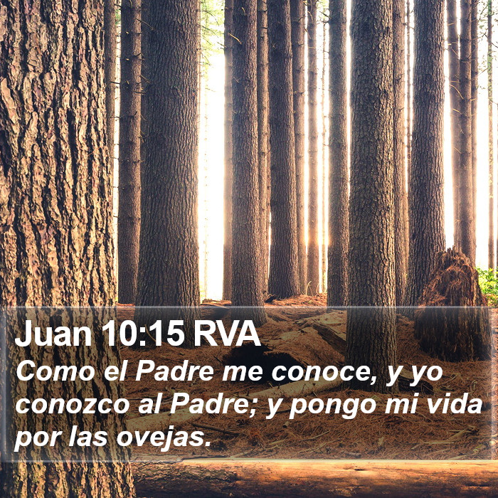 Juan 10:15 RVA Bible Study