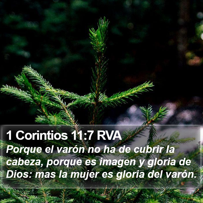 1 Corintios 11:7 RVA Bible Study