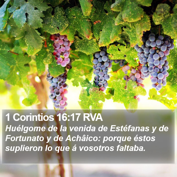 1 Corintios 16:17 RVA Bible Study